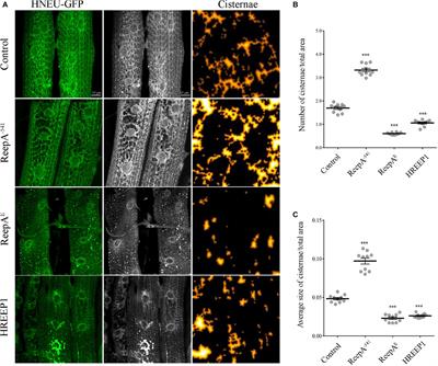 Naringenin Ameliorates Drosophila ReepA Hereditary Spastic Paraplegia-Linked Phenotypes